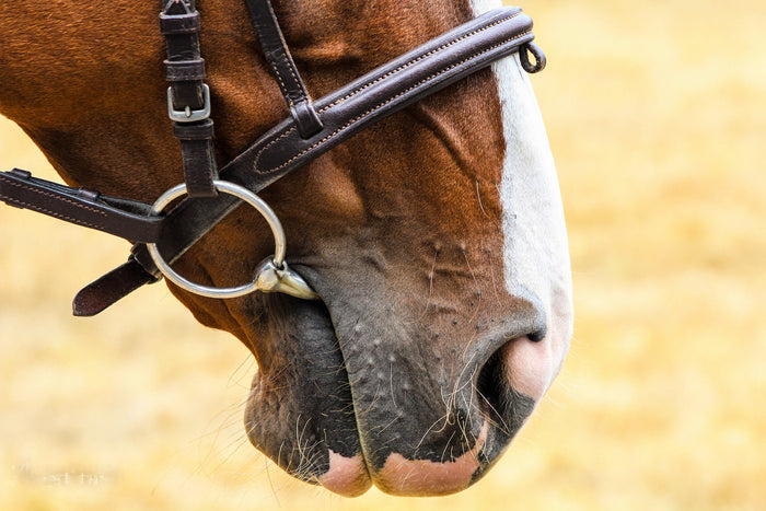 Maladies respiratoires chez les chevaux de sport