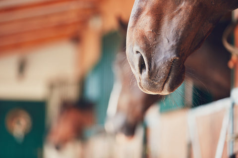 Problèmes respiratoires chez les chevaux : Partie 1