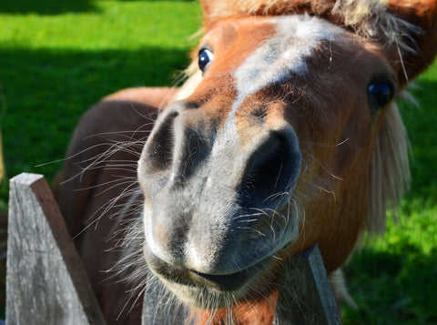 Problèmes respiratoires chez les chevaux : Partie 2