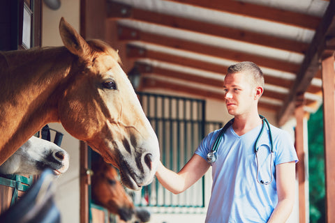 Demandez au vétérinaire, Partie 3 : Pourquoi purifier le foin à la vapeur est-il important pour mon cheval de sport ?