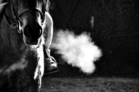 L'hémorragie pulmonaire chez les chevaux – pas seulement chez les chevaux de course !