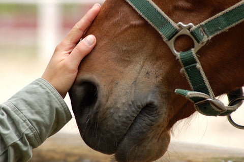 L'importance du système respiratoire du cheval pour la santé et la performance par le Dr David Marlin - partie 1