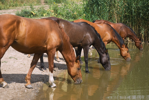 Demandez au vétérinaire, Partie 2 : Comment vous assurez-vous que votre cheval reste hydraté pendant l'hiver ?