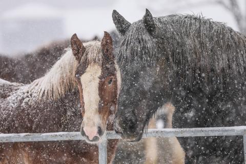 L'asthme - un problème pour les cavaliers et les chevaux par temps froid
