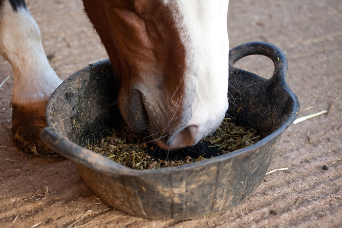 Que nourrir un cheval en surpoids ?